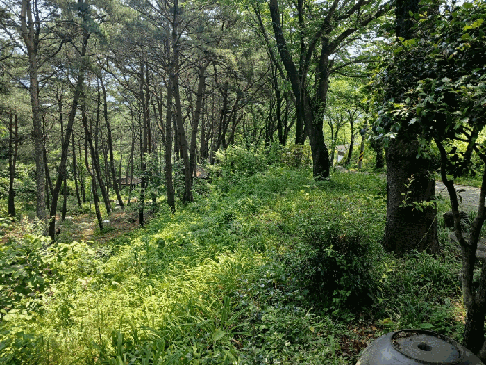 경상남도 산청군 단성면 방목리 산100 외 14필지 근린생활시설 경매 사진 97