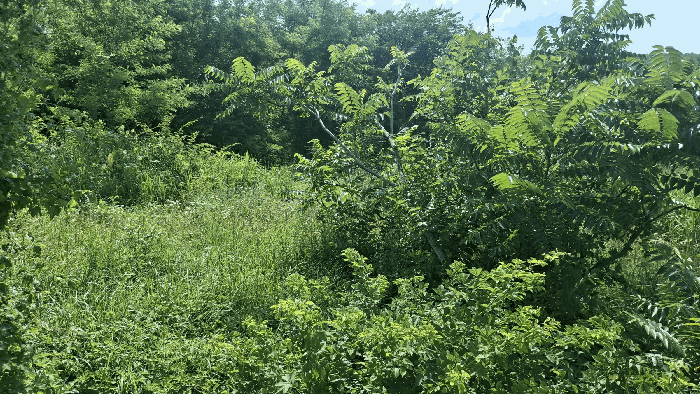 충청남도 홍성군 광천읍 신진리 355-3 전 경매 사진 3