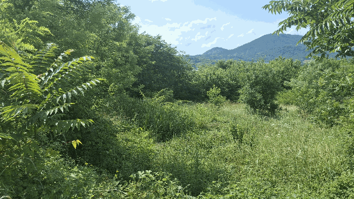 충청남도 홍성군 광천읍 신진리 355-3 전 경매 사진 5