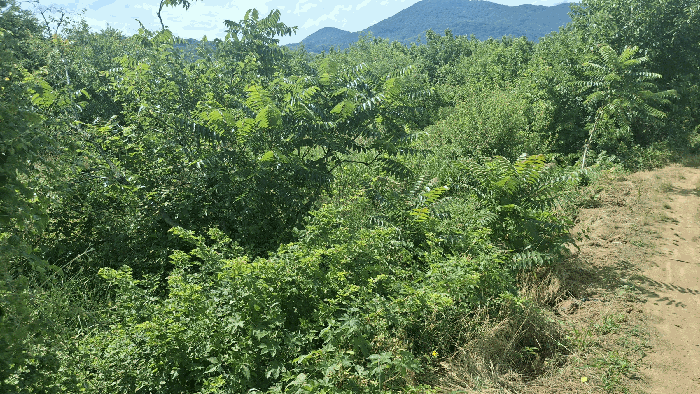 충청남도 홍성군 광천읍 신진리 355-3 전 경매 사진 8