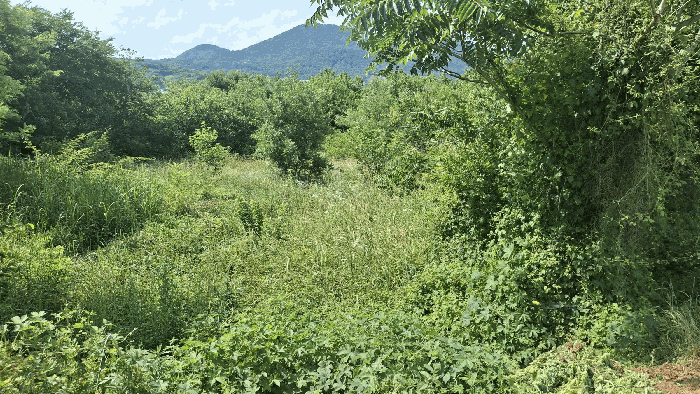 충청남도 홍성군 광천읍 신진리 355-3 전 경매 사진 9