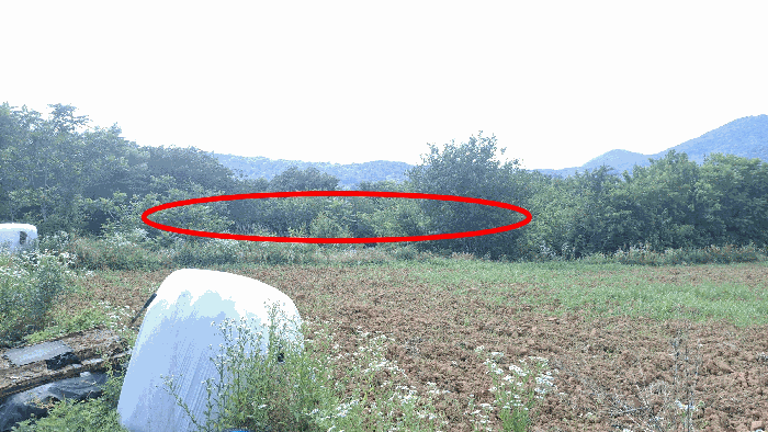 충청남도 홍성군 광천읍 신진리 355-3 전 경매 사진 10