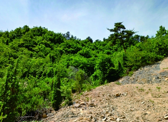 충청남도 부여군 규암면 오수리 산13-14 외 9필지 임야 경매 사진 4