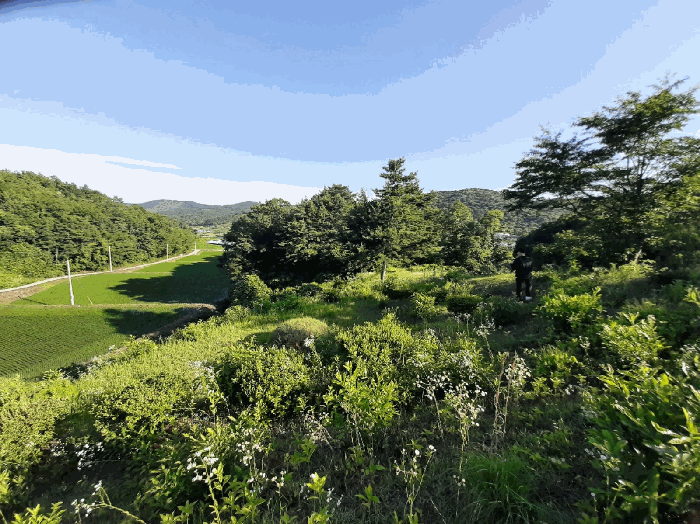 충청남도 부여군 충화면 지석리 산65 임야 경매 사진 4