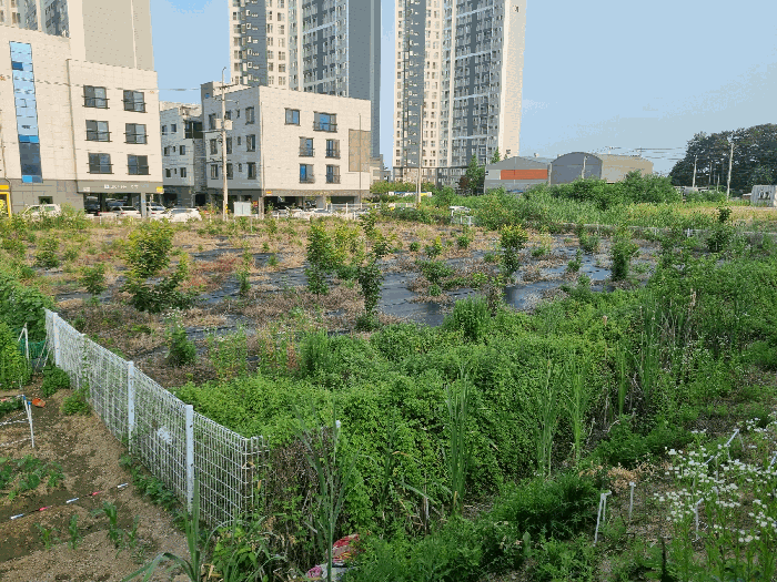 충청남도 천안시 서북구 직산읍 삼은리 89-11 외 1필지 답 경매 사진 12