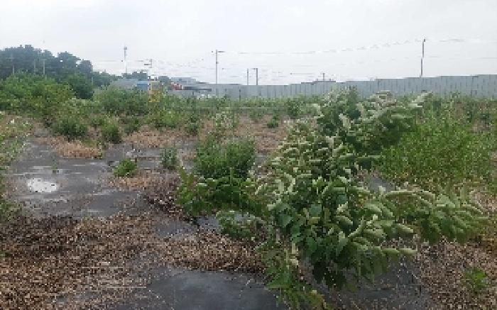 충청남도 천안시 서북구 직산읍 삼은리 89-11 외 1필지 답 경매 사진 7