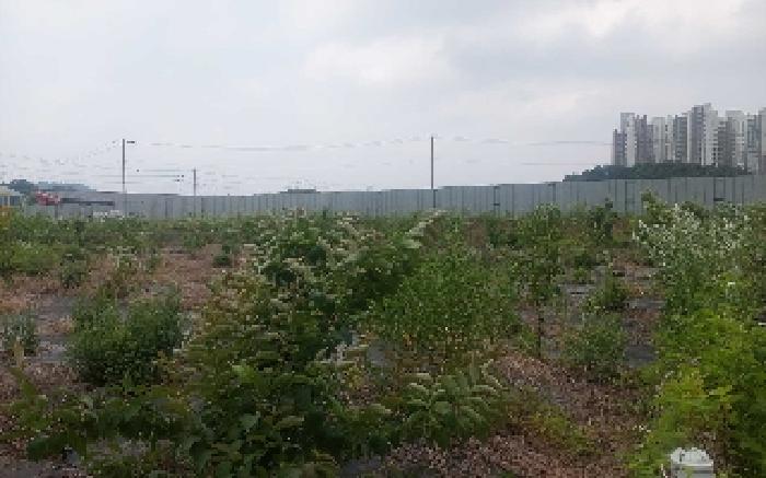 충청남도 천안시 서북구 직산읍 삼은리 89-11 외 1필지 답 경매 사진 8