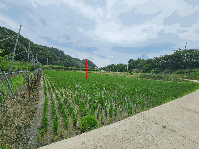 경상북도 김천시 남면 초곡리 569 답 경매 사진 12