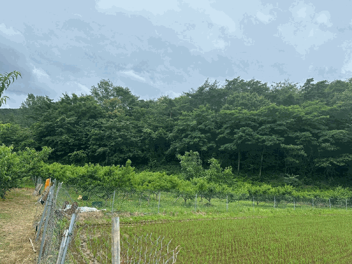 경상북도 영덕군 달산면 흥기리 836-1 전 경매 사진 11