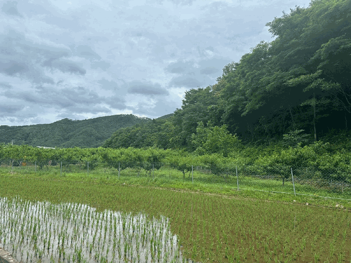 경상북도 영덕군 달산면 흥기리 836-1 전 경매 사진 13