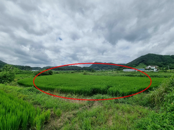 충청북도 음성군 원남면 보천리 492 답 경매 사진 2
