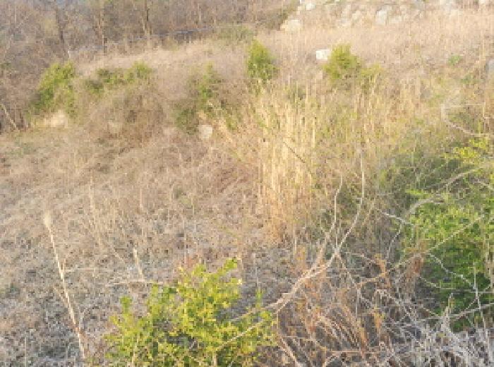 충청남도 금산군 제원면 용화리 124-10 외 3필지 임야 경매 사진 30