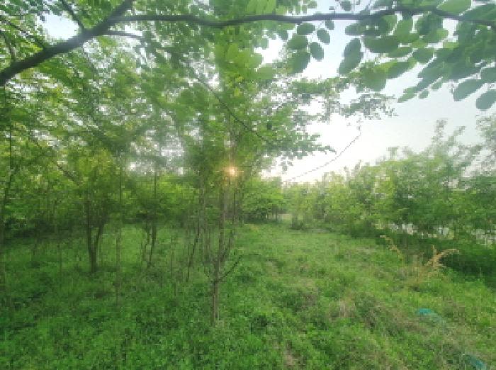 세종특별자치시 연동면 내판리 337-26 외 7필지 임야 경매 사진 13