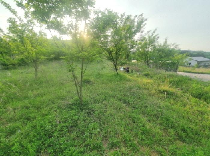 세종특별자치시 연동면 내판리 337-26 외 7필지 임야 경매 사진 4