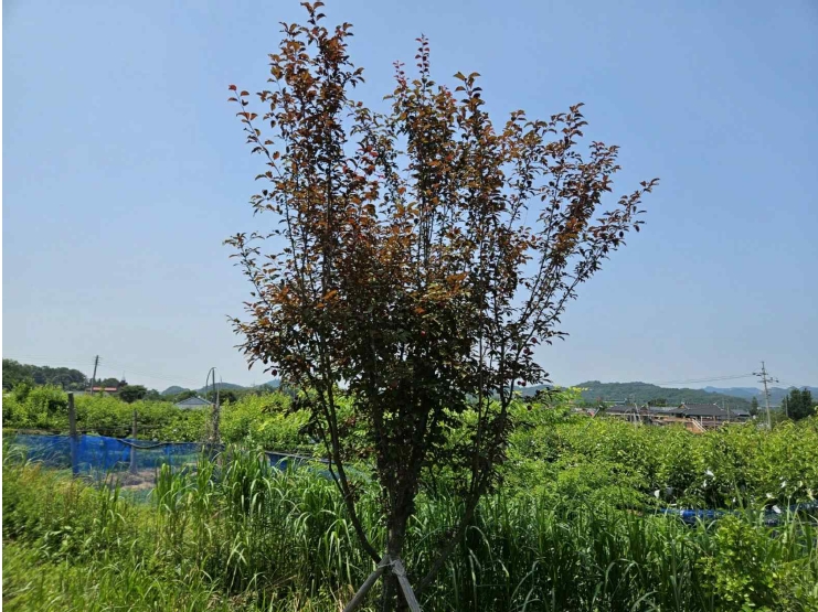 전북특별자치도 완주군 소양면 신교리 265-10 외 1필지 단독주택 경매 사진 7