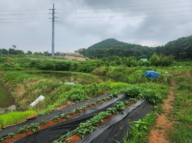 경기도 평택시 오성면 양교리 815 외 2필지 전 경매 사진 4