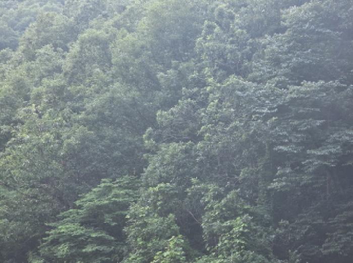 충청북도 제천시 한수면 덕곡리 산39-1 외 4필지 임야 경매 사진 2