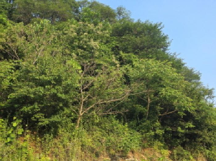 충청북도 제천시 한수면 덕곡리 산39-1 외 4필지 임야 경매 사진 3