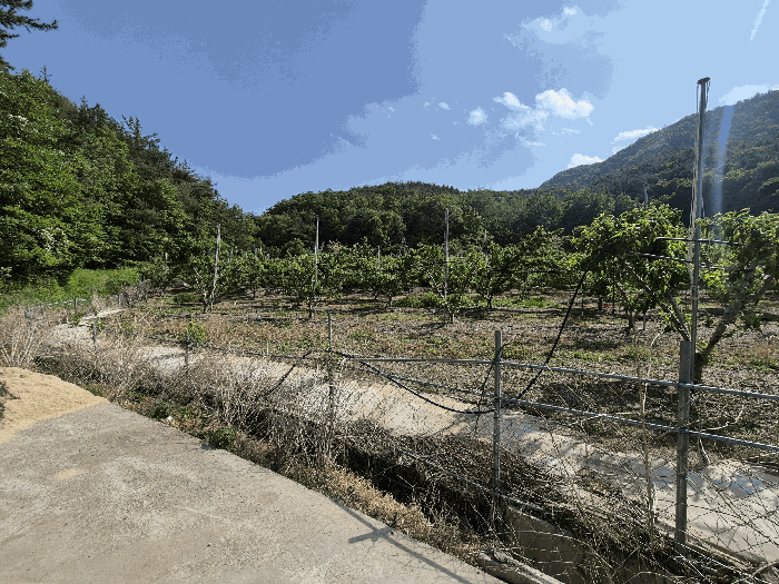 경상북도 영천시 신녕면 부산리 490 외 3필지 전 경매 사진 19