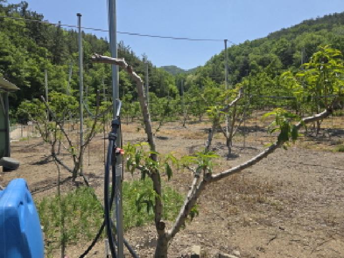 경상북도 영천시 신녕면 부산리 490 외 3필지 전 경매 사진 3