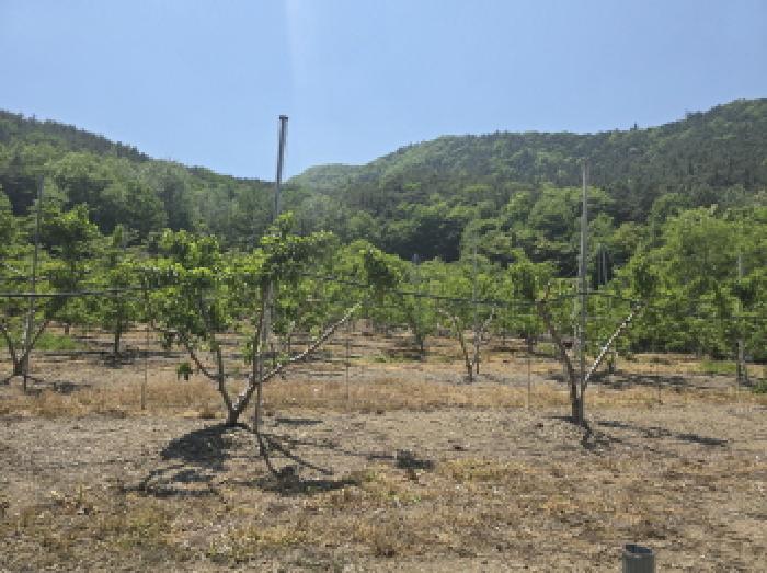 경상북도 영천시 신녕면 부산리 490 외 3필지 전 경매 사진 5