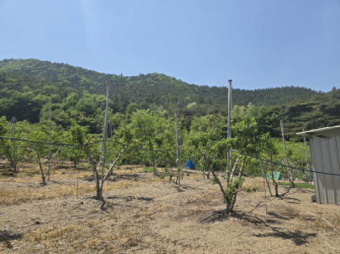 경상북도 영천시 신녕면 부산리 490 외 3필지 전 경매 사진 6