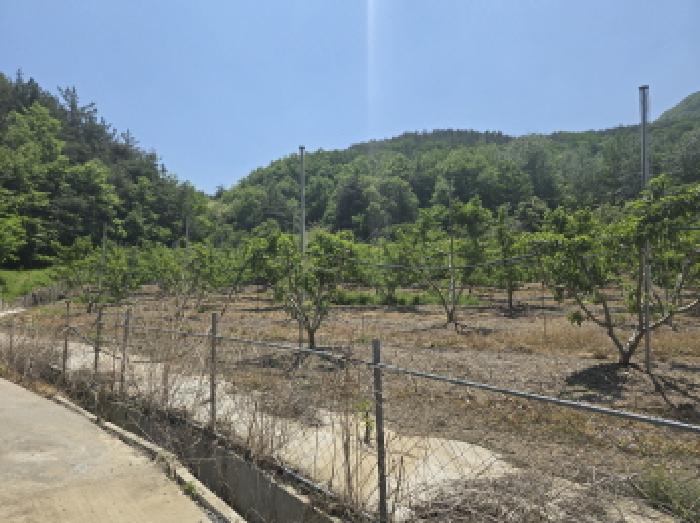 경상북도 영천시 신녕면 부산리 490 외 3필지 전 경매 사진 7