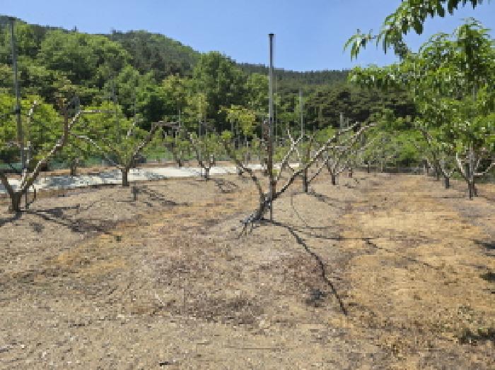 경상북도 영천시 신녕면 부산리 490 외 3필지 전 경매 사진 10