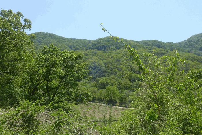 경상북도 칠곡군 석적읍 성곡리 산69-1 임야 경매 사진 8