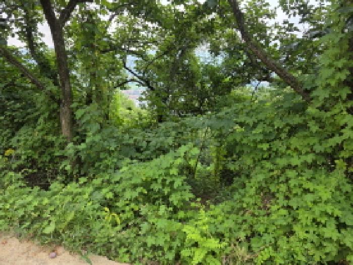 경상북도 청도군 청도읍 고수리 603-38 대지,임야,전답 경매 사진 3