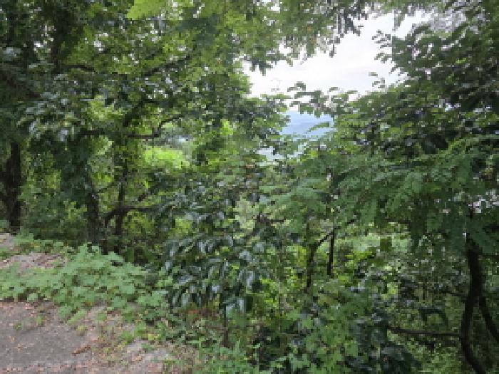 경상북도 청도군 청도읍 고수리 603-38 대지,임야,전답 경매 사진 5