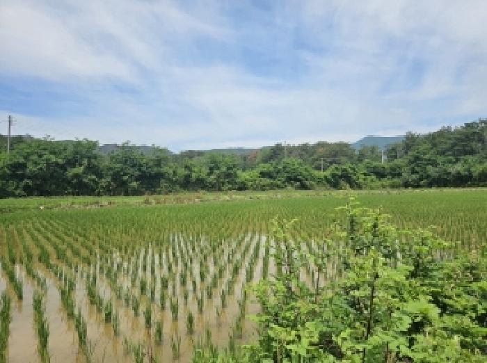 경상북도 포항시 북구 신광면 우각리 978-2 답 경매 사진 12