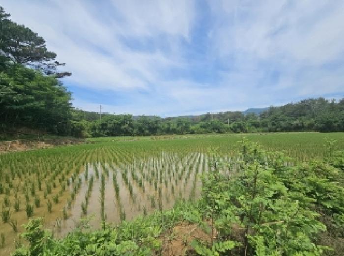 경상북도 포항시 북구 신광면 우각리 978-2 답 경매 사진 13