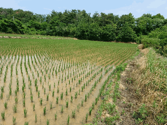 경상북도 포항시 북구 신광면 우각리 978-2 답 경매 사진 15