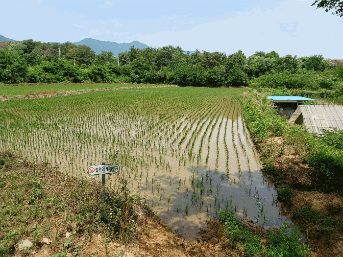 경상북도 포항시 북구 신광면 우각리 978-2 답 경매 사진 16