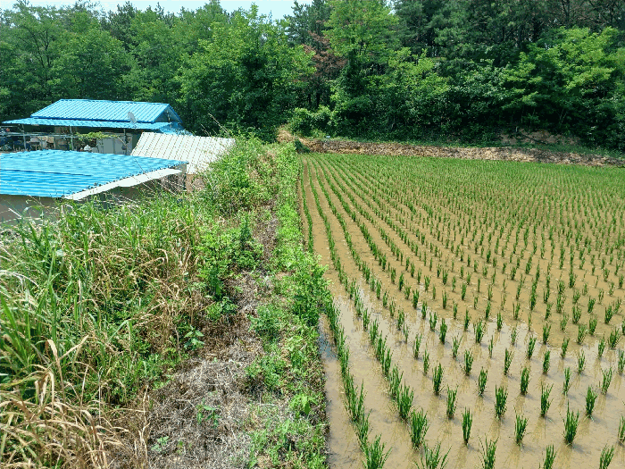 경상북도 포항시 북구 신광면 우각리 978-2 답 경매 사진 17