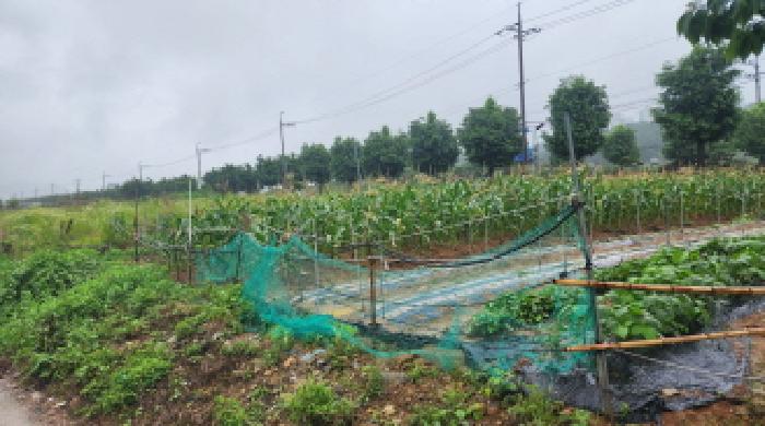 경상남도 양산시 명동 751-1 외 1필지 답 경매 사진 6