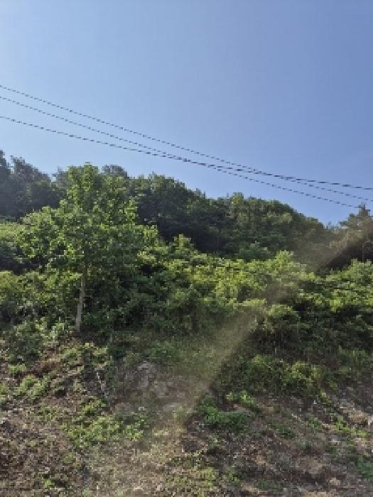 광주광역시 동구 소태동 산259 임야 경매 사진 26