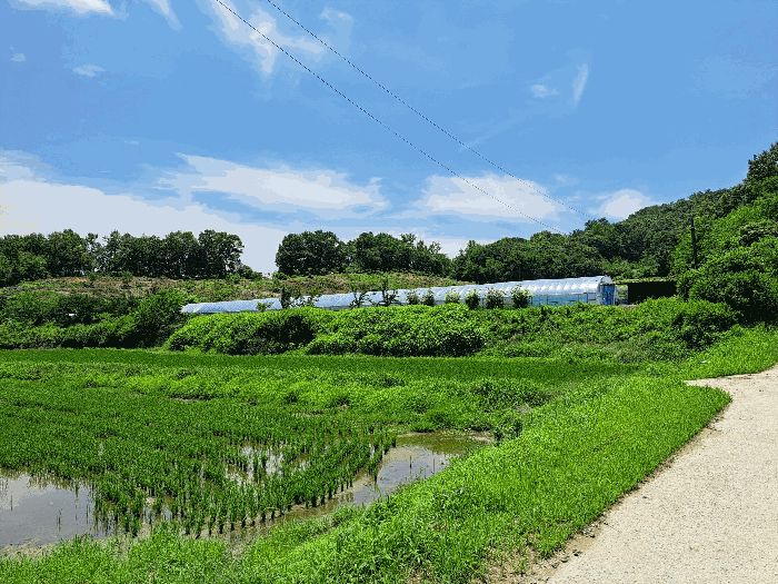 충청북도 충주시 주덕읍 대곡리 662 외 3필지 답 경매 사진 17