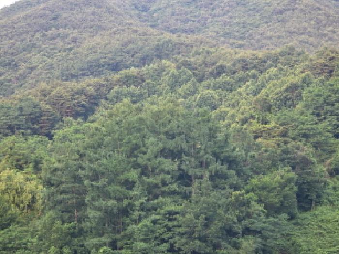 충청북도 제천시 수산면 대전리 산25 임야 경매 사진 14