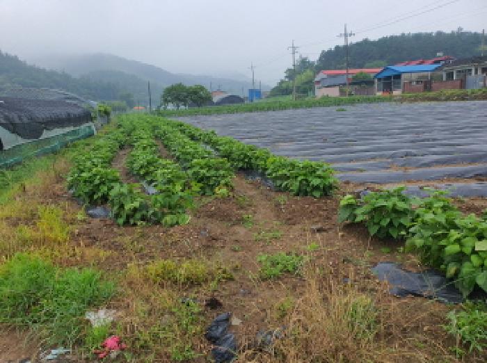전라남도 장흥군 장동면 북교리 444 외 3필지 전 경매 사진 1