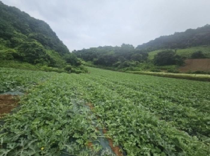 충청북도 단양군 매포읍 하시리 4-1 외 1필지 전 경매 사진 2