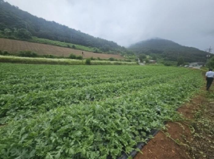 충청북도 단양군 매포읍 하시리 4-1 외 1필지 전 경매 사진 3