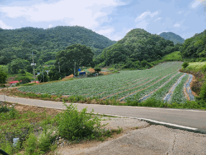 충청북도 단양군 매포읍 하시리 4-1 외 1필지 전 경매 사진 4
