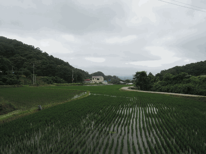 충청남도 예산군 응봉면 평촌리 92-2 답 경매 사진 10