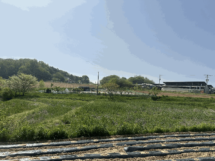 충청남도 당진시 송악읍 금곡리 188 외 1필지 답 경매 사진 12