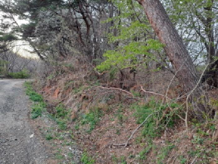 충청남도 당진시 송악읍 영천리 286-25 외 3필지 임야 경매 사진 15