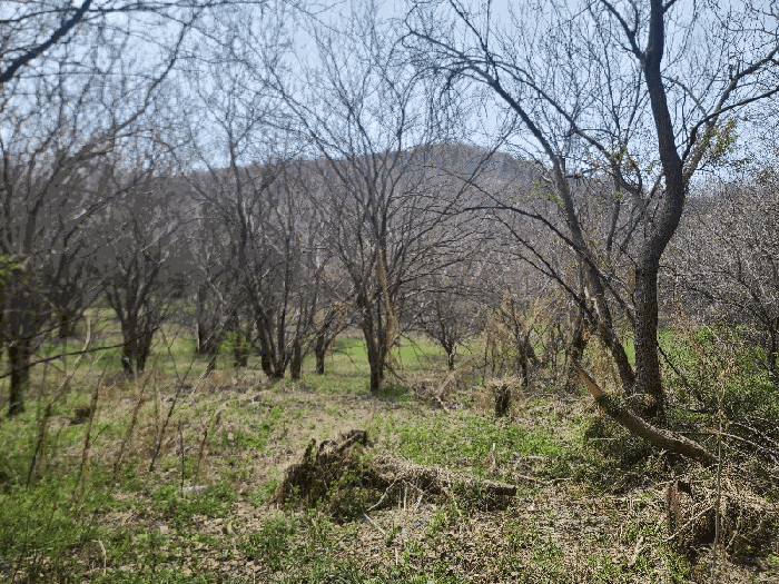 충청남도 당진시 송악읍 영천리 286-25 외 3필지 임야 경매 사진 16
