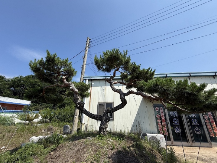 경상남도 창원시 의창구 동읍 금산리 80-2 근린생활시설 경매 사진 6