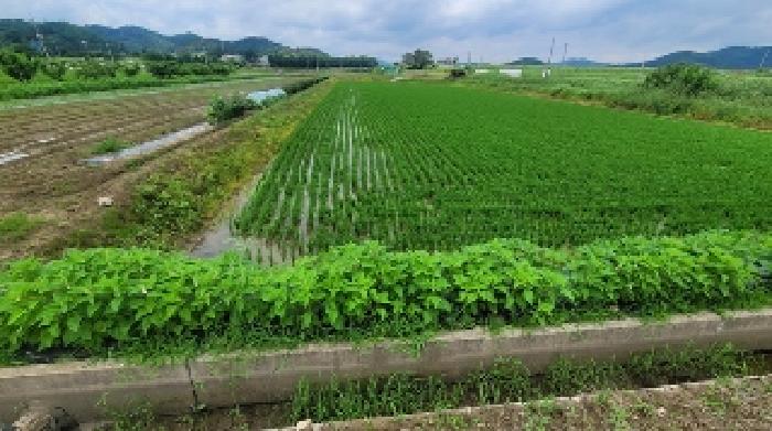 경상남도 함안군 법수면 주물리 111-2 답 경매 사진 8